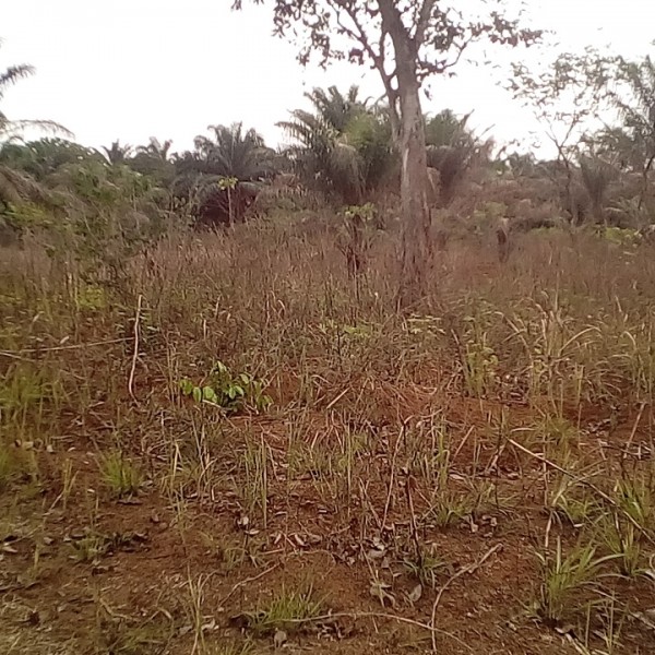 one-plot-of-land-gedeproperties-ltd-real-estate