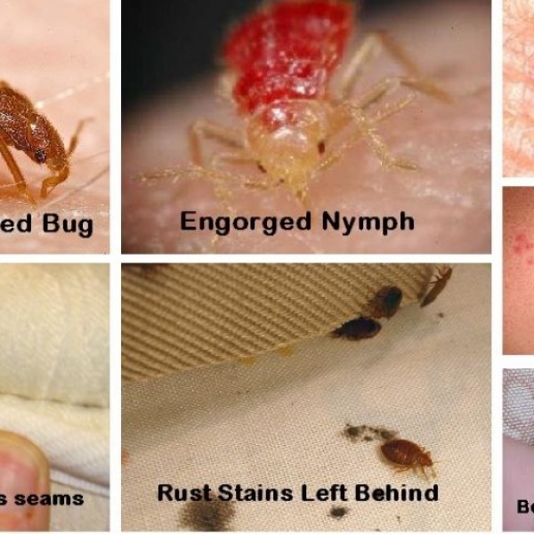 best bed bug killer in nigeria - Cleaneat Bed Bug Eradication Services